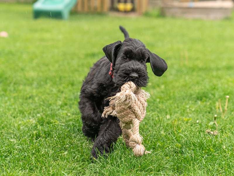 Giant Schnauzer Puppies Contact