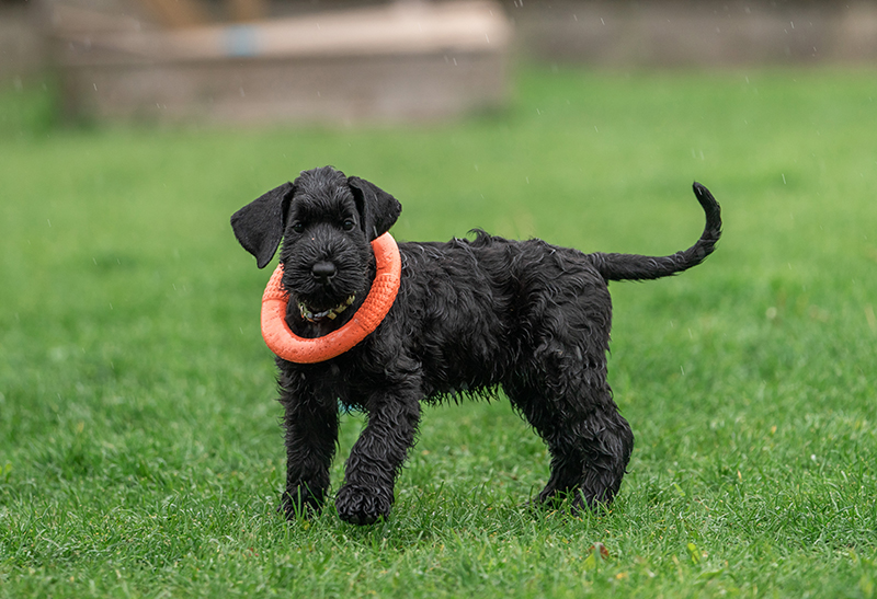 Giant Schnauzer puppies for sale