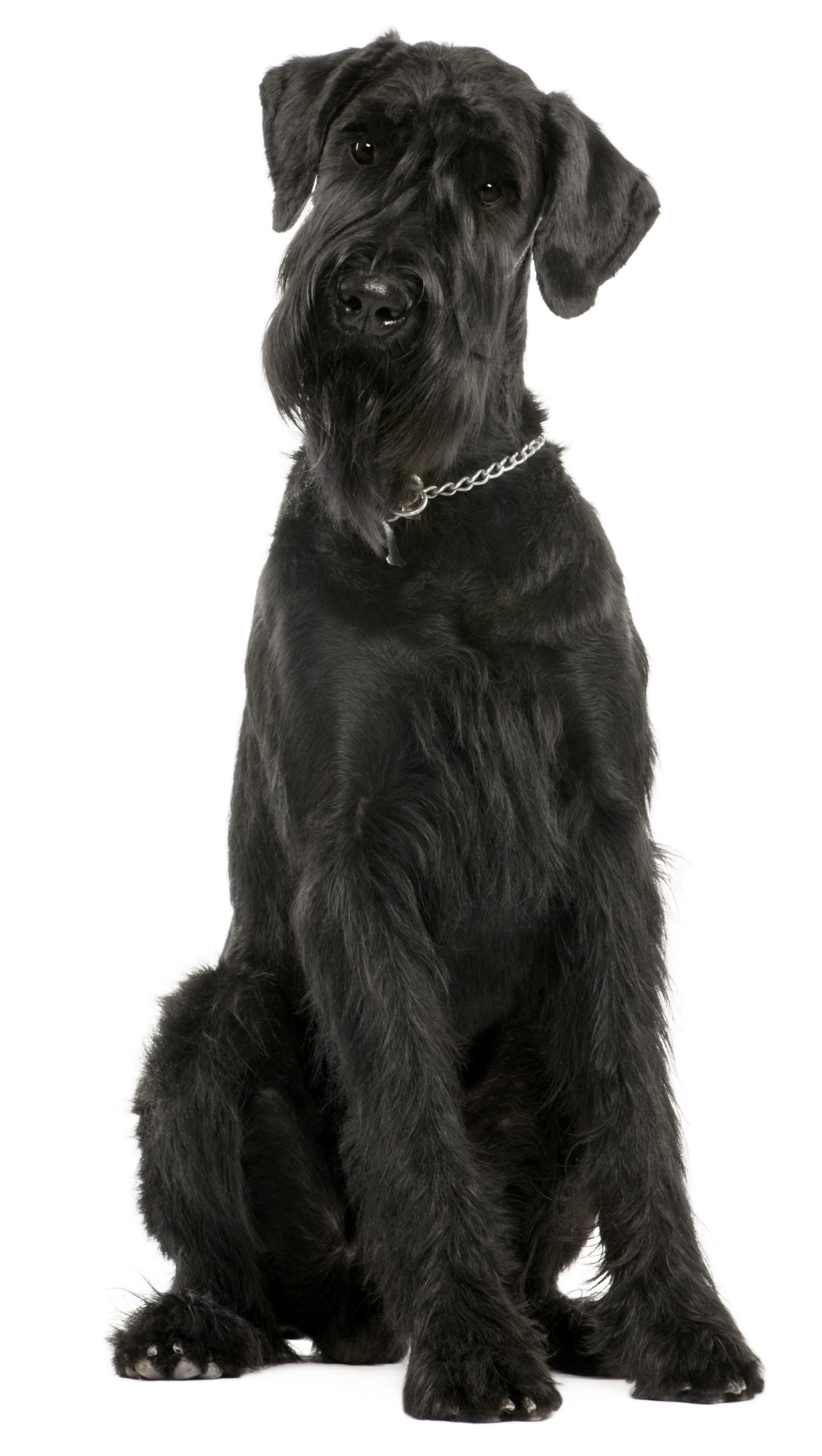 Oregon Giant Schnauzers